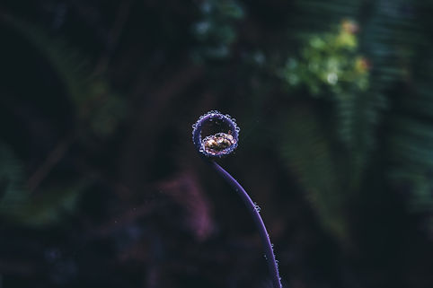 Image by Olga Subach
