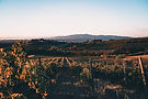 Image by Marco Priore