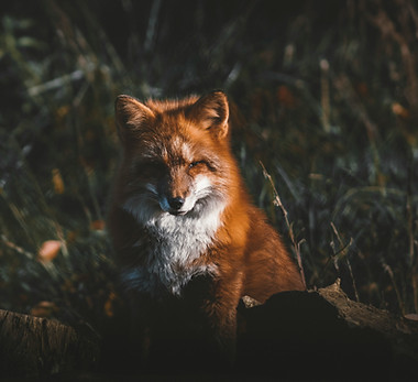 Image by Jan Kohl