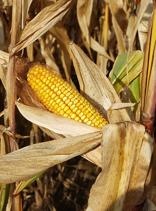 Image by Phyllis Poon