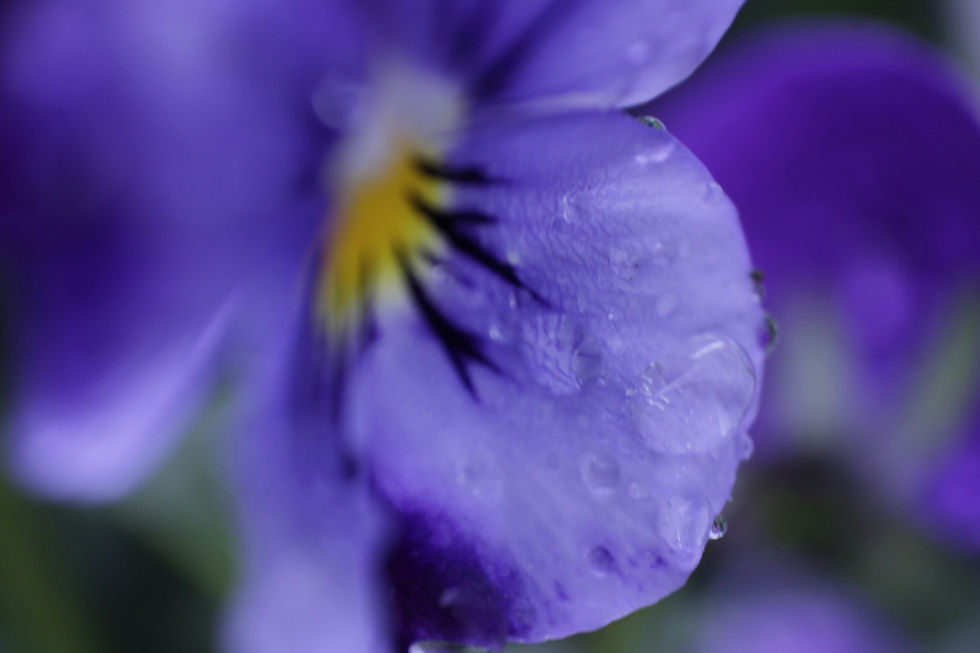 Viole - Image by Nathaniel Dunn