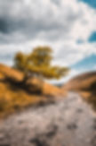 a path cut into a hilly landscape with a tree in the foreground Tom Williamson