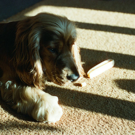 Leave It: Teaching Your Dog to Disengage From Something
