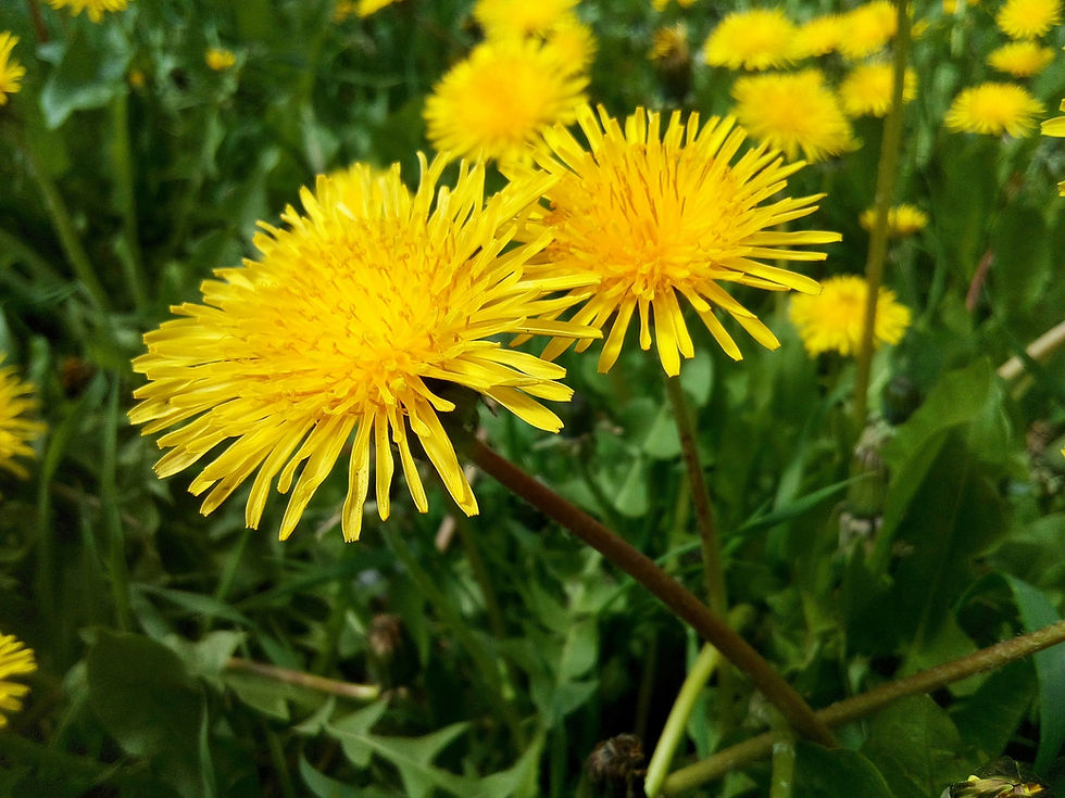 Dandelion Plant Welcomes the Season of Renewal