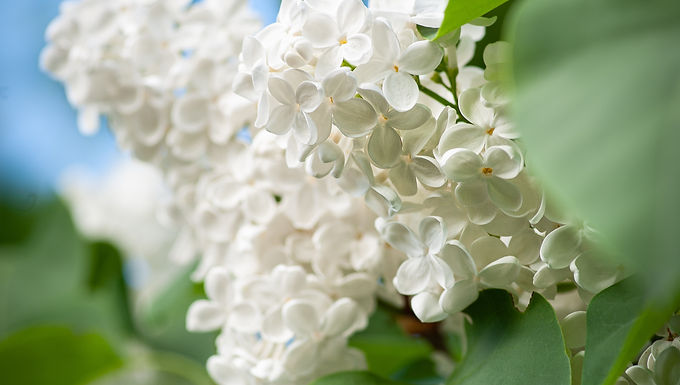 Lilac Tree (SYRINGA PEKINENSIS) - 'Copper Curls'