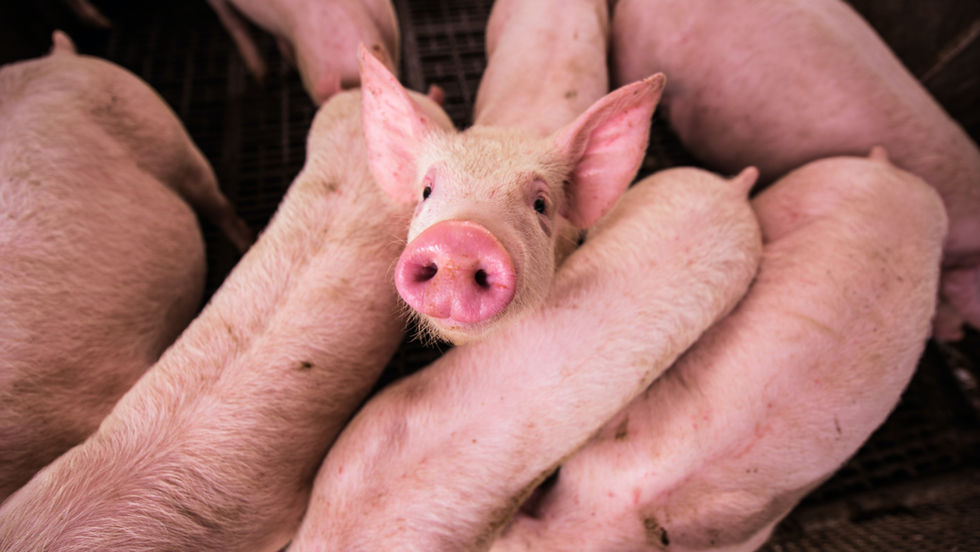 Exportações de carne suína crescem 9% em maio