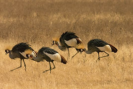 7 Days Tanzania lodge Safari