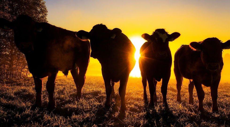 Rebanho bovino no pasto em um pôr-do-sol