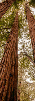 Tall redwood trees seen from below in a New Zealand forest