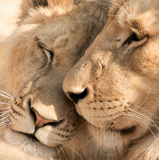Image by Andrea Brataas