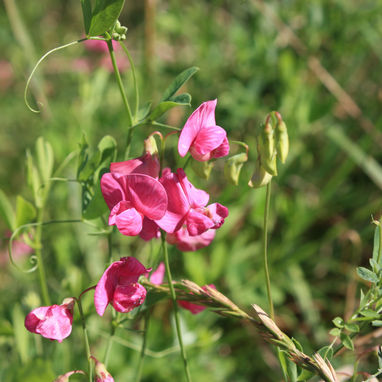 How and When to Prepare Your Garden for the Fall/Winter Season