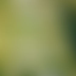 La strada più lunga