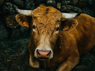 Image by Alberto Rodríguez Santana