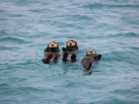 Sea creatures in Alaska