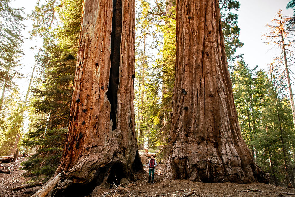 Person at the base of massive redwoods