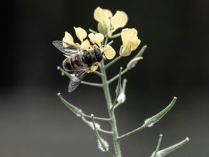 World Bee Day: Honouring Pollinators and the Communities Who Care for Them 🐝