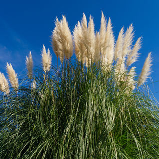Xeric Plants