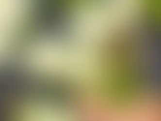 Les légumes de printemps : un réveil des sens dans l'assiette