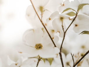 Dogwoods, Dogma and Deliverance….