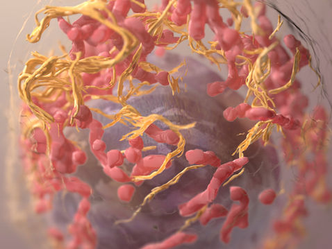 Onchilles Pharma to Present New Preclinical Data for N17350 at AACR 2025