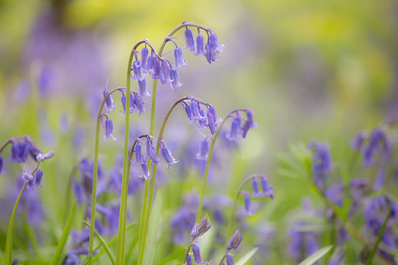 Image by Diana Parkhouse