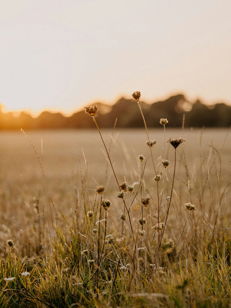 Image by Annie Spratt