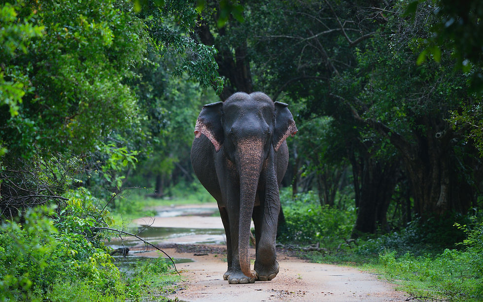 Image by Udara Karunarathna