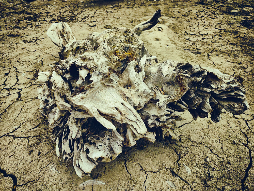 Burl Insect What the heck is a