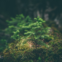 Image by Matthew Smith