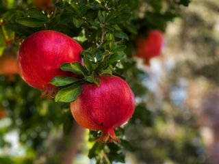 石榴の実
