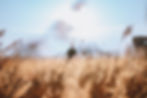 Person walking through tall grass field blurred by sunlight Vista Therapy