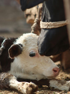 Vaca lechera en maternidad con becerra recién nacida y enfoque en costo de mal parto