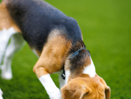 A small beagle dog sniffing the grass in a garden