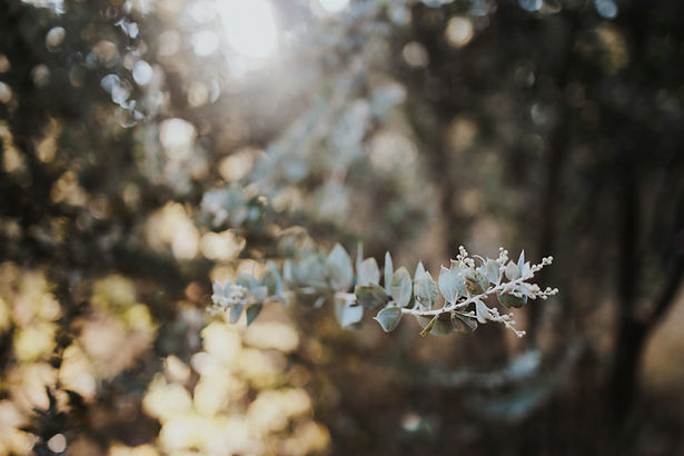 Image by Melissa Brown