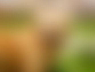 Wat moet je een Golden Retriever voeren?