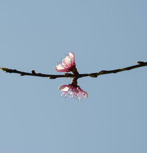 Spring Equinox Rituals: Sustainable Living & Renewal