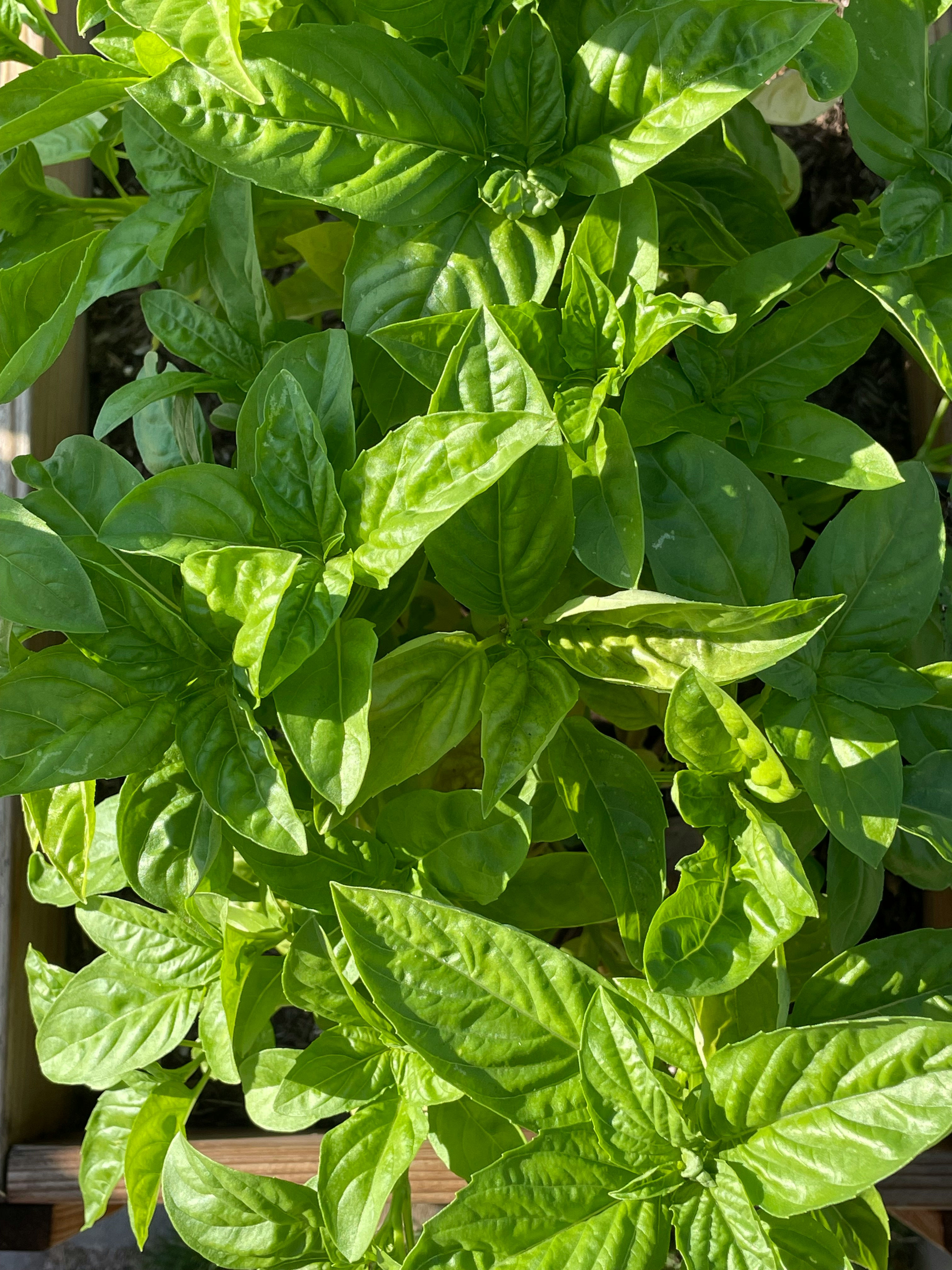 Vietnamese Basil