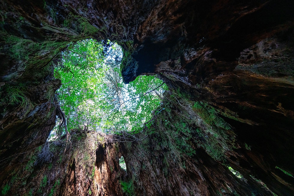 愛心樹洞