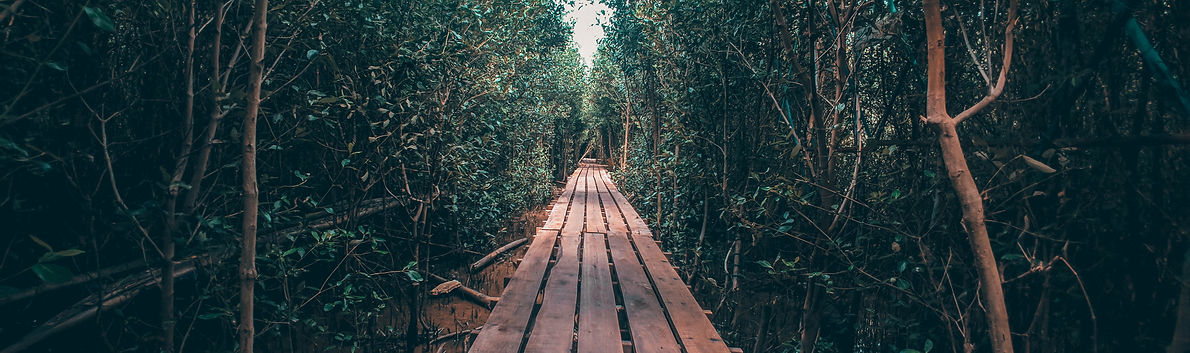 la jungle de Kalimantan
