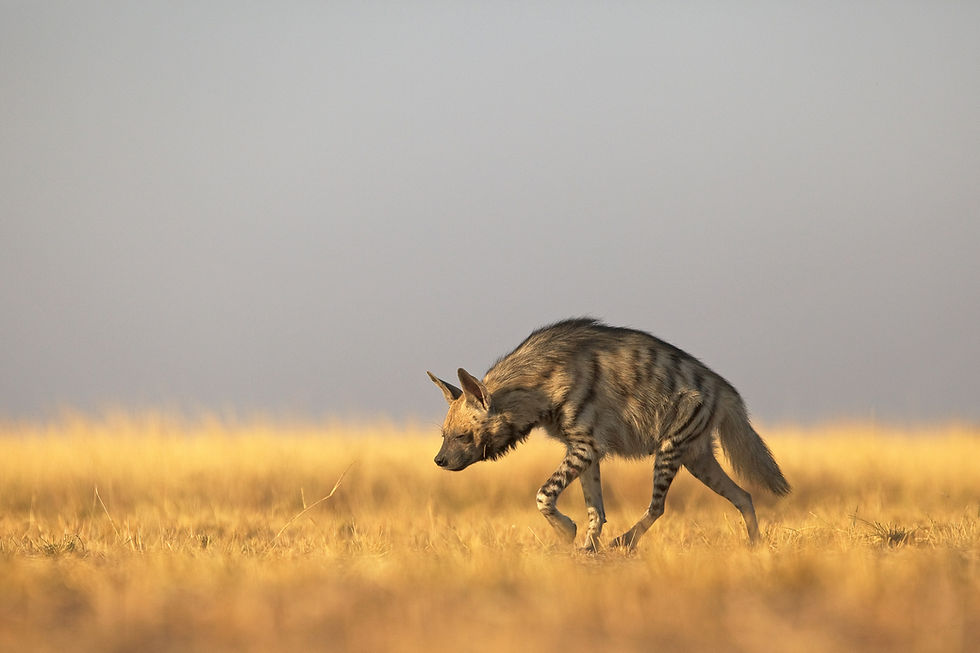Image by Rohit Varma