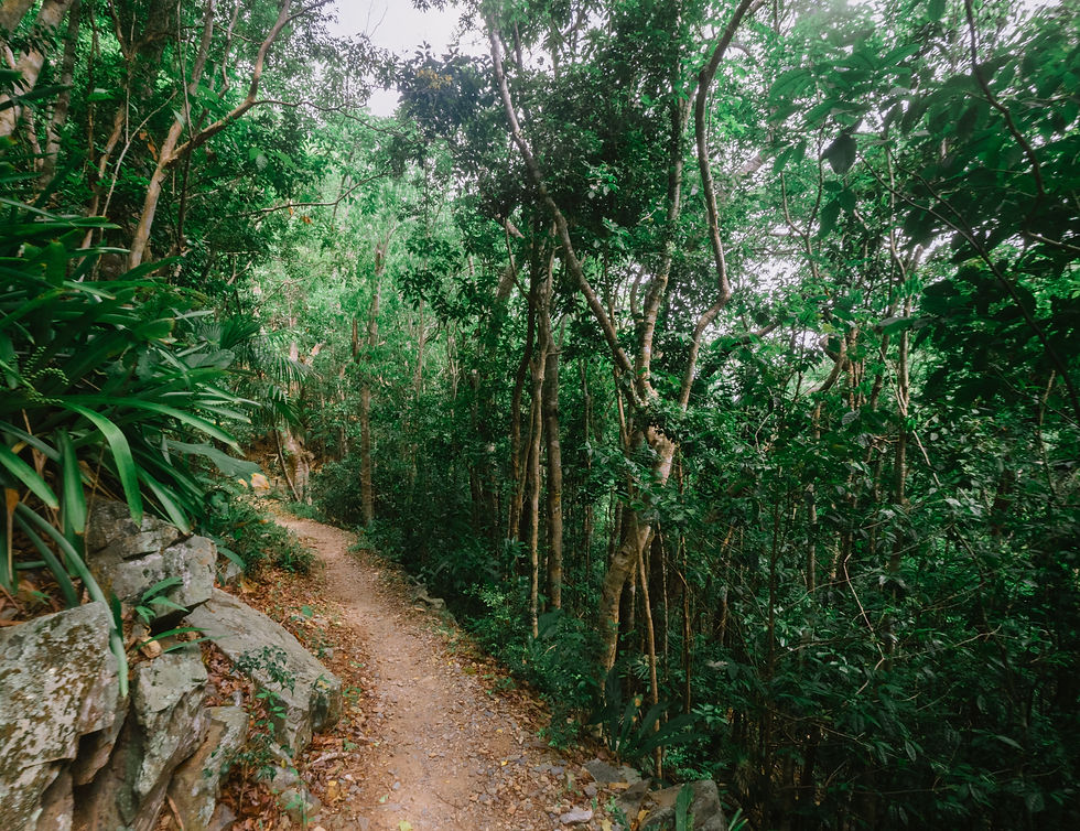 RainForest Jack and Isaac Bays Preserve