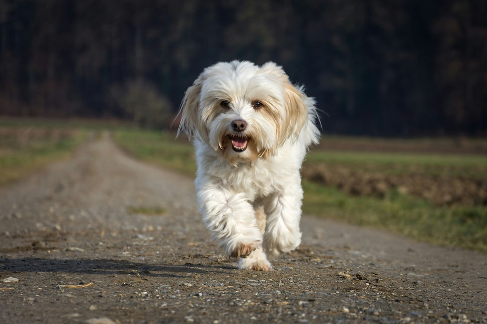 havanese puppy for sale