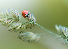 Image by Bruno Kelzer