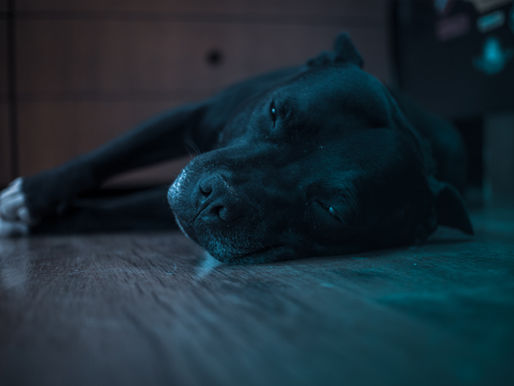 Cão preto deitado no chão de madeira, com expressão tranquila. Ambiente em tons azulados, sugerindo calma e serenidade.