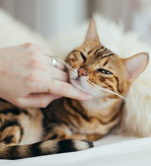 Image de Paul Hanaoka