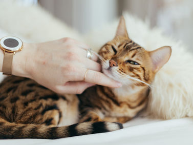Féline Harmony, comportementaliste félin, Drôme, post sur les morsures de chat lors de caresses