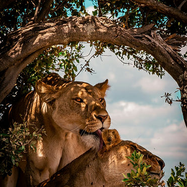 Image by Eliott Chatauret