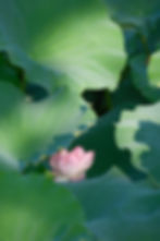 Starter to Advance Meditation Package