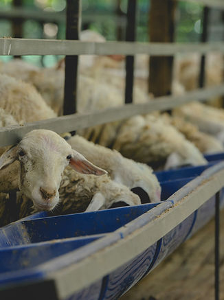 Image by BASTIAN WARDANA