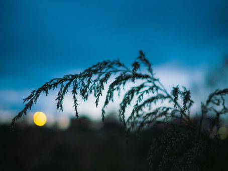 Grasshalm im gegenlicht waehrend des Sonnenuntergangs